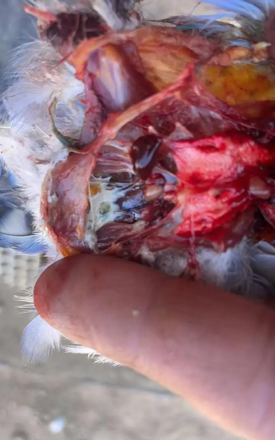 牛粪养花的正确方法，避免烧根，提升肥效