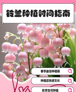 牛粪养花的正确方法，避免烧根，提升肥效