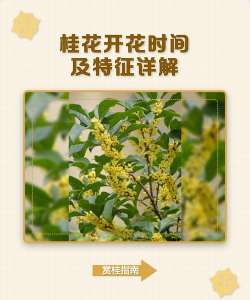 牛粪养花的正确方法，避免烧根，提升肥效