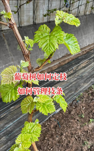 牛粪养花的正确方法，避免烧根，提升肥效