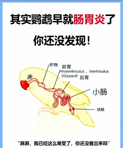 养花知识大全，新手入门指南，轻松养好花草