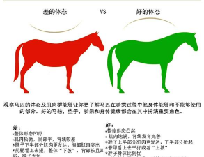 养花知识大全，新手入门指南，轻松养好花草