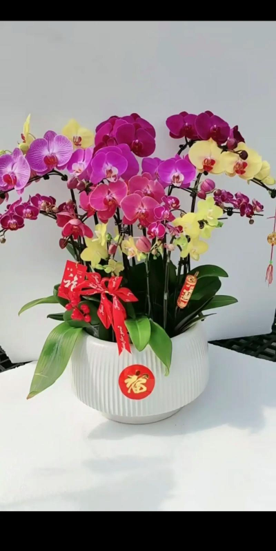 牛粪养花的正确方法，避免烧根，提升肥效