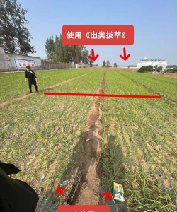 牛粪养花的正确方法，避免烧根，提升肥效