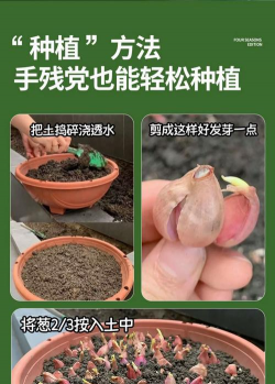 牛粪养花的正确方法，避免烧根，提升肥效