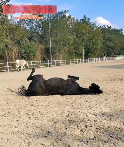 牛粪养花的正确方法，避免烧根，提升肥效