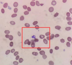 牛粪养花的正确方法，避免烧根，提升肥效