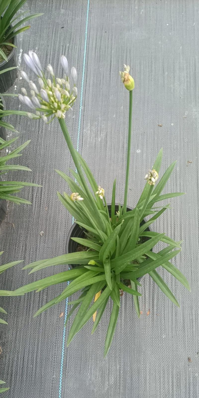 小众送妈妈的花有哪些花