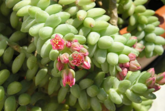 小众送妈妈的花有哪些花