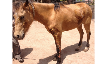 小众送妈妈的花有哪些花