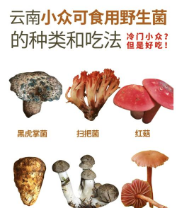 云南菌子图片及名称