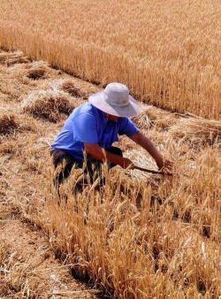 小众送妈妈的花有哪些花