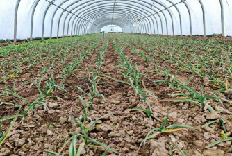 小众送妈妈的花有哪些花