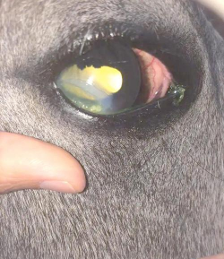 小众送妈妈的花有哪些花