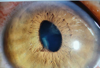 小众送妈妈的花有哪些花