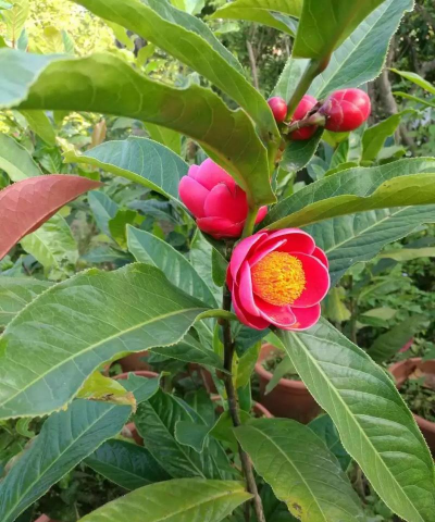 小众送妈妈的花有哪些花