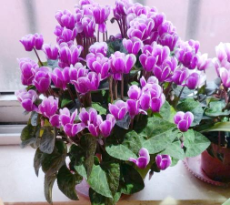 小众送妈妈的花有哪些花