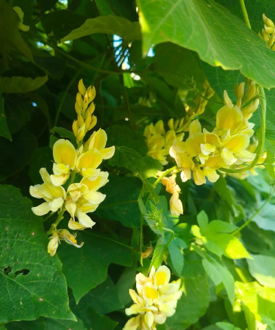 小众送妈妈的花有哪些花