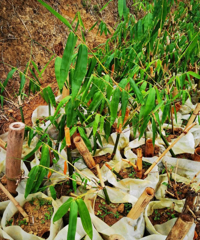 小众送妈妈的花有哪些花