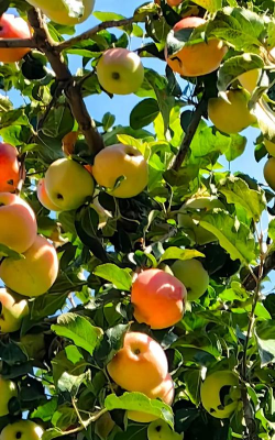 小众送妈妈的花有哪些花