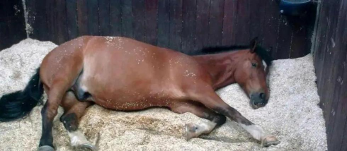 小众送妈妈的花有哪些花