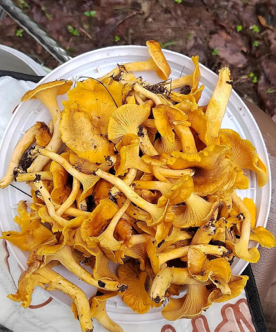 常见黄颜色菌类