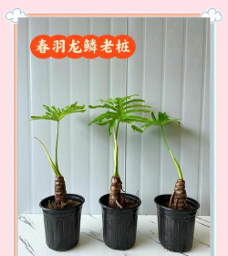 小众送妈妈的花有哪些花