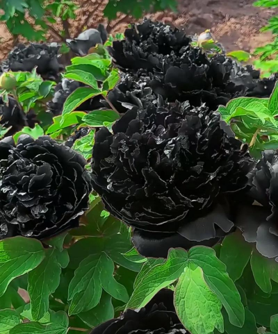 小众送妈妈的花有哪些花