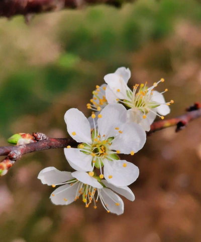 小众送妈妈的花有哪些花