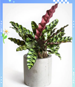 小众送妈妈的花有哪些花