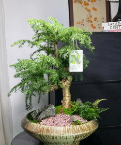 小众送妈妈的花有哪些花