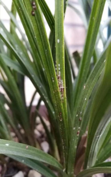 小众送妈妈的花有哪些花