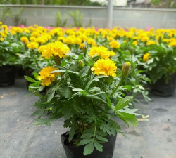 小众送妈妈的花有哪些花