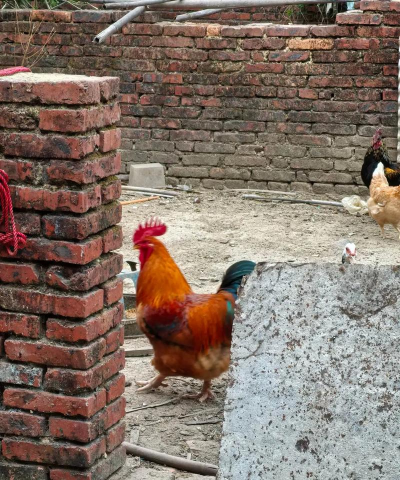 小众送妈妈的花有哪些花