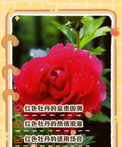 小众送妈妈的花有哪些花