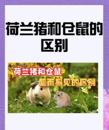 荷兰鼠和荷兰猪的区别