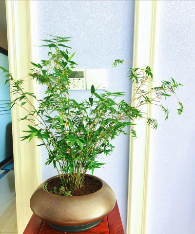 小众送妈妈的花有哪些花