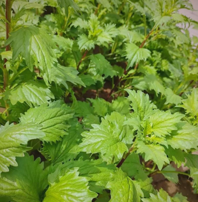 小众送妈妈的花有哪些花