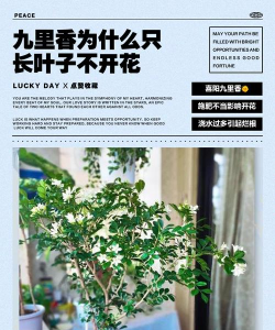 小众送妈妈的花有哪些花