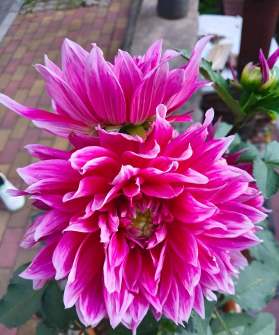 小众送妈妈的花有哪些花