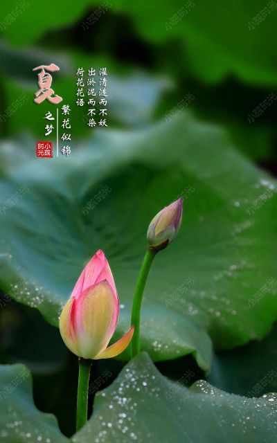 小众送妈妈的花有哪些花