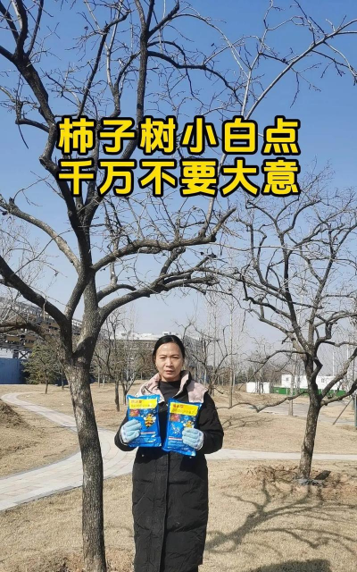 柿子树七八月份怎么管理 柿子树七八月份怎么管理