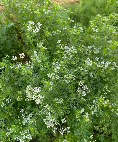 冬月有哪些花蔬菜 冬月有哪些花蔬菜