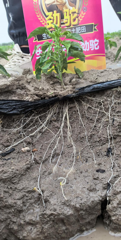 什么植物的根不长在土里 什么植物的根不长在土里