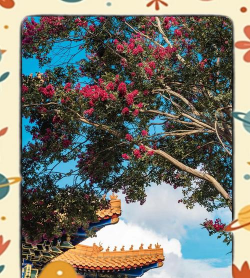 贵阳紫薇花有哪些 贵阳紫薇花有哪些