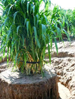 超级芦竹怎么种植 超级芦竹怎么种植