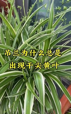 吊兰总干边是为什么 吊兰总干边是为什么