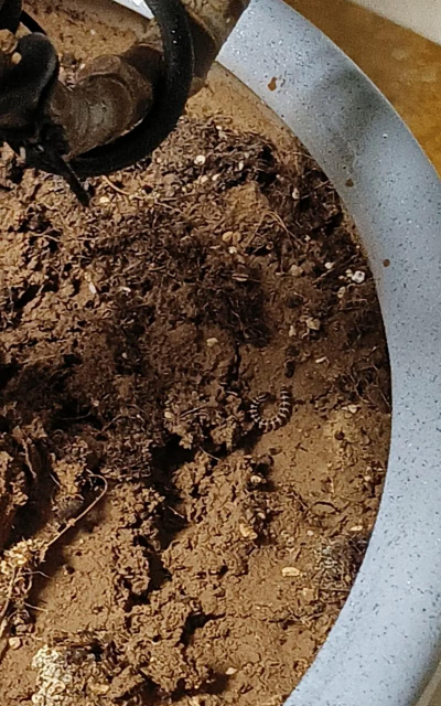 橡皮树容易生什么虫子 橡皮树容易生什么虫子