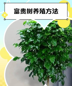 富贵树为什么会养死 富贵树为什么会养死