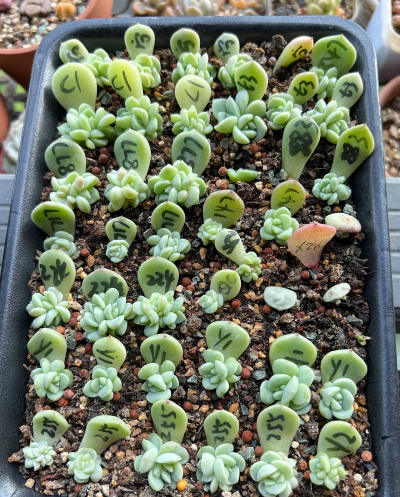 什么季节多肉适合叶插 什么季节多肉适合叶插